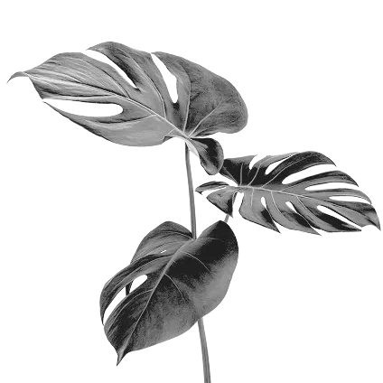 LM_Website_Retreats_Finding Your Myth_Monstera