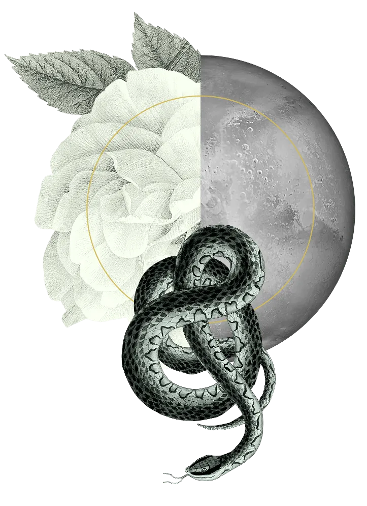 LM_Website_Dream Wise_Hero Image