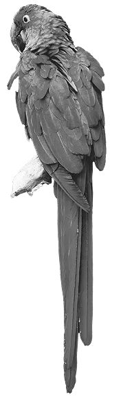 LM_Website_Retreats_Finding Your Myth_Parrot